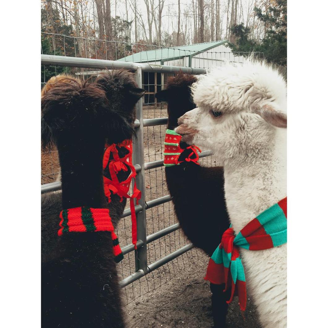 24173808_10215045998403618_4426013538391478418_o - Copy